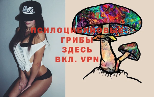 стаф Алзамай