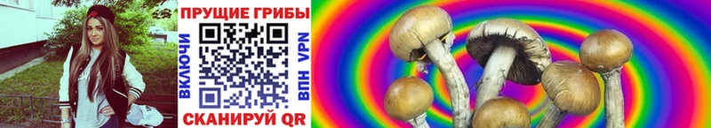 Псилоцибиновые грибы GOLDEN TEACHER  Петропавловск-Камчатский 
